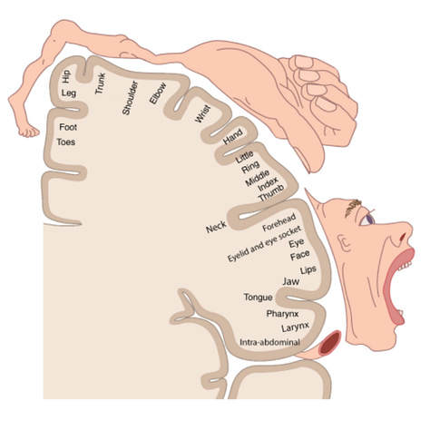 diagrams for the location and representation of the cortical motor homunculus
