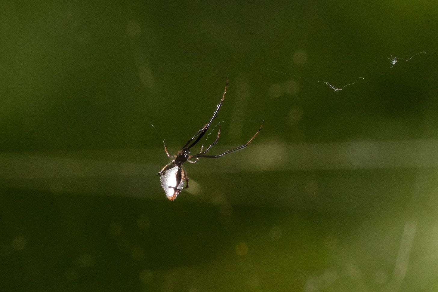 Close-up of a small spider against a dark green background. The spider has a white abdomen shaped somewhat like a diamond or teardrop, with two black lines crossed over the abdomen. The cephalothorax is small and black. The spider is shown hanging upside down in the nearly invisible web.