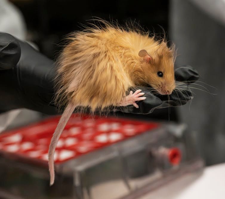 A gene-edited woolly mouse. A gene-edited woolly mouse.