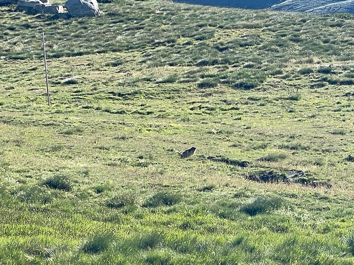 An Eagle and a Mammut in Grau Roig