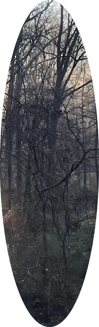Tall oval picture of forest. Very bright on top near the sky, but it keeps going, and going down to complex depths of the woods.