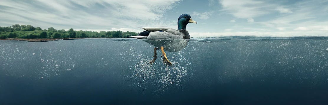 Let's talk ducks. Let's talk ducks.