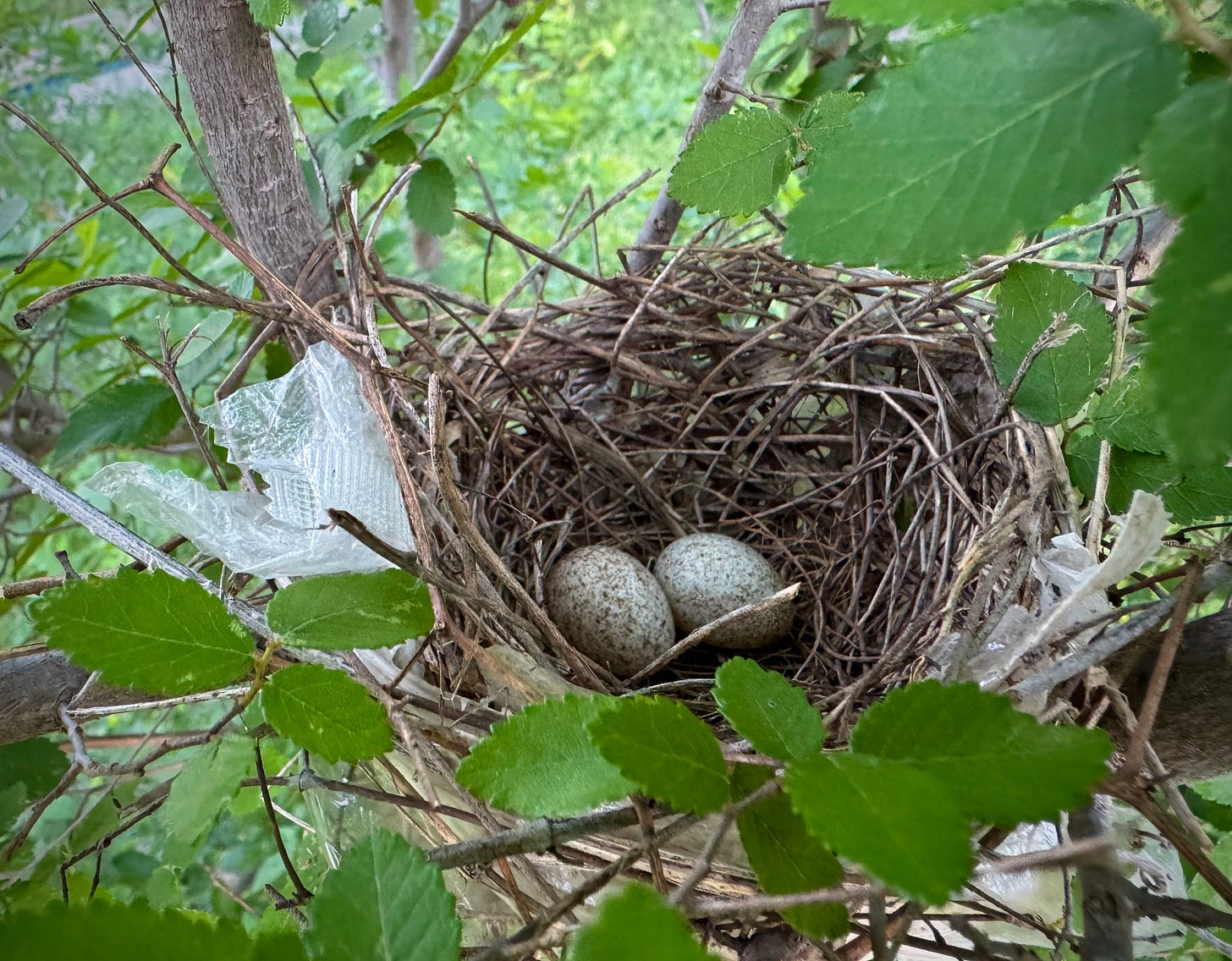 Two cardinal eggs in nest made of dried grass and plastic wrap