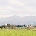 Why Japan Offers the First Rice of the Harvest to the Gods
