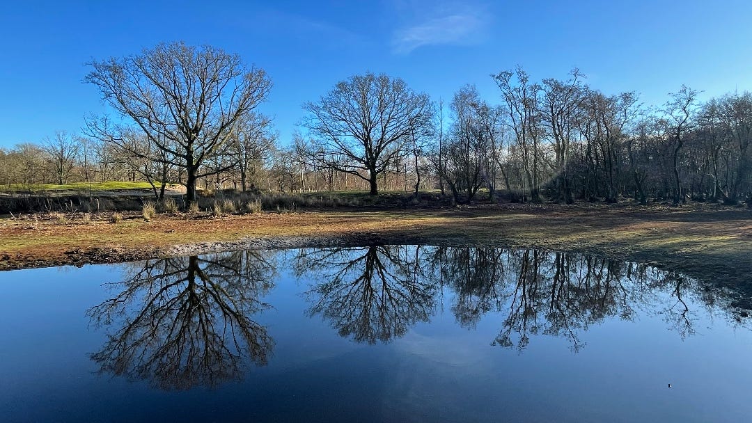 The Planet 🌎  - The Walk That Made Me Forget About ICE Raids and International Chaos