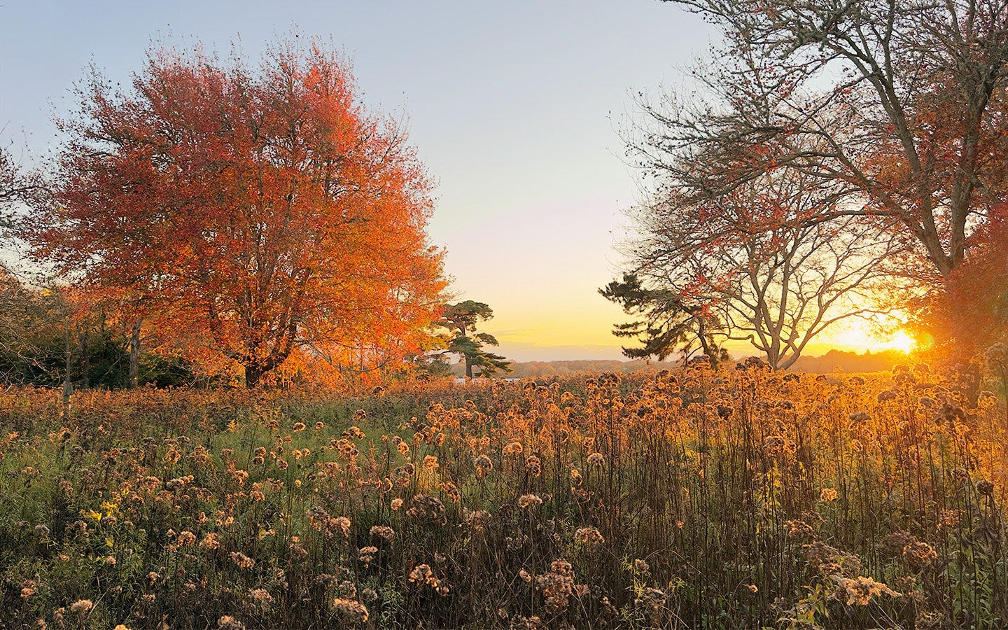 Autumn leaves in a beautiful field Autumn leaves in a beautiful field