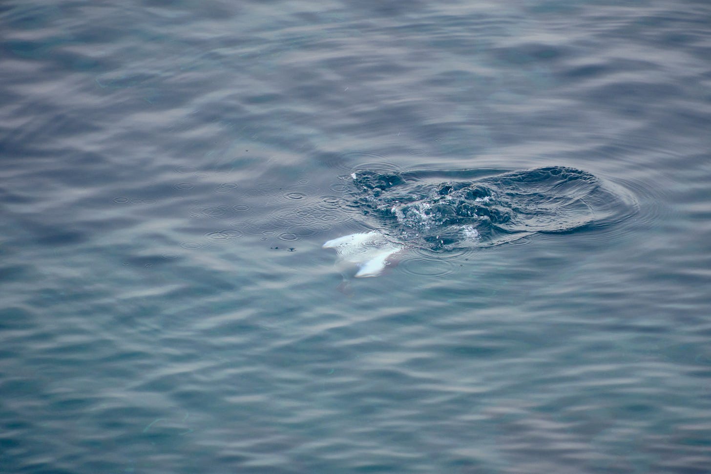 male common eider diving