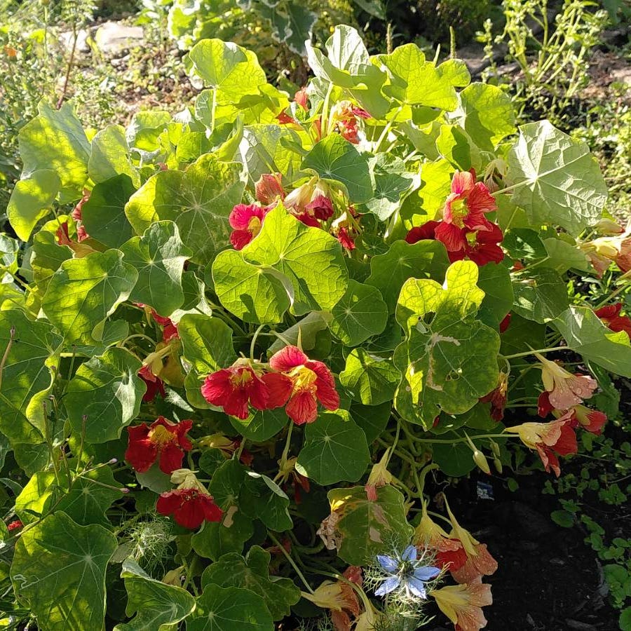 Casting Nasturtiums 
