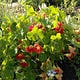 Casting Nasturtiums