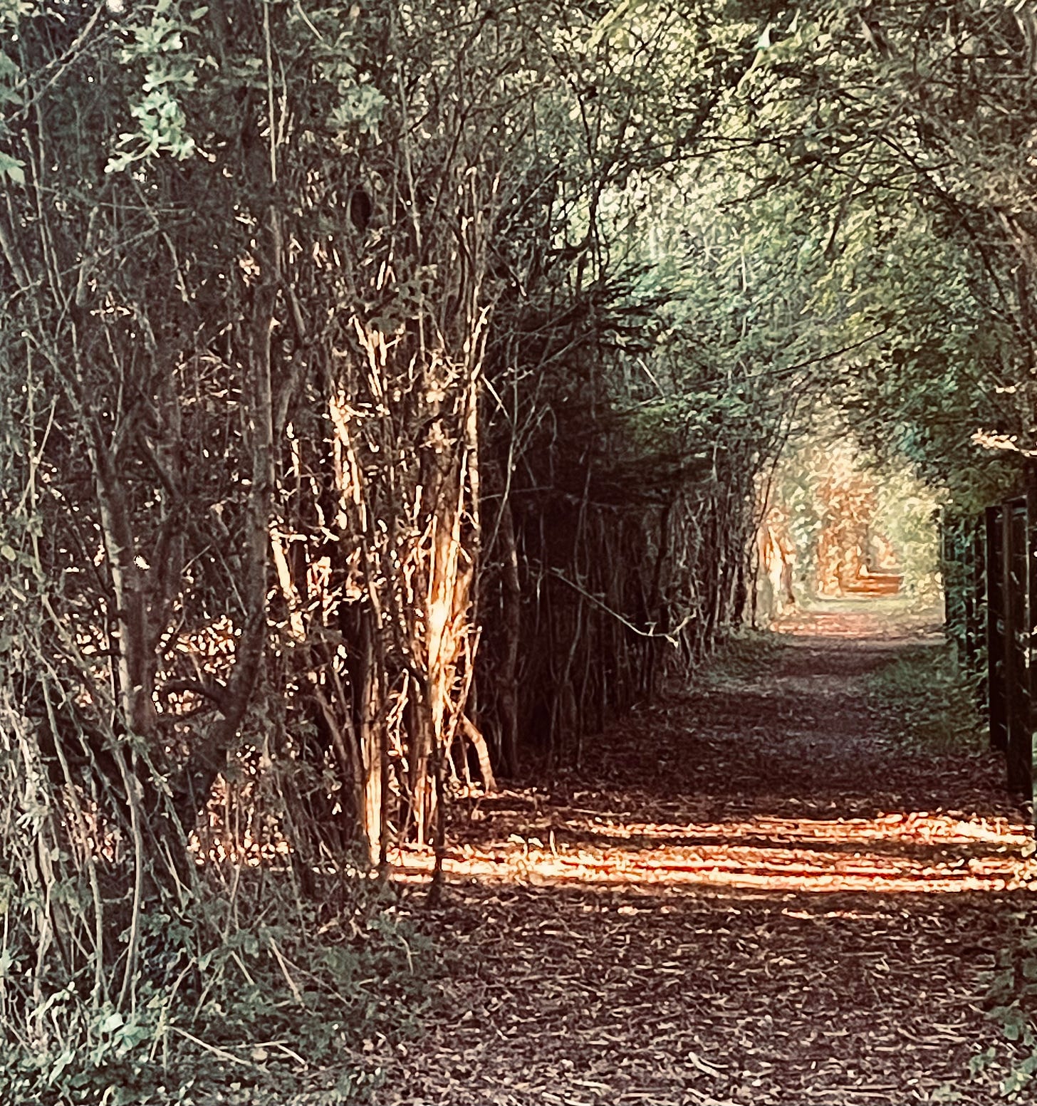 Dark passage of hedge with light patch at the end