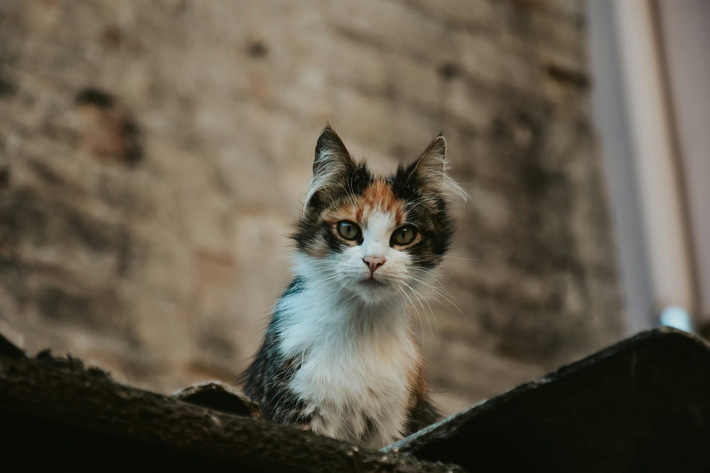 little calico cat is sitting on a brick wall in front of another brick wall
