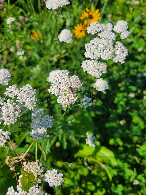an assortment of pollinators seen on the farm this week
