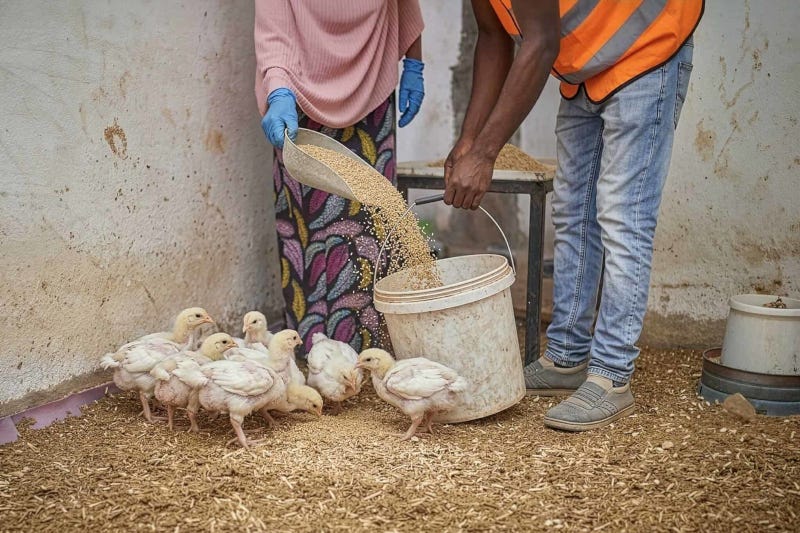 Acumen backs Nigerian poultry venture