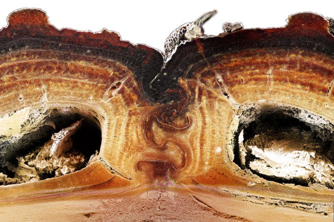 cross-section of a diabolical ironclad beetle’s back cross-section of a diabolical ironclad beetle’s back