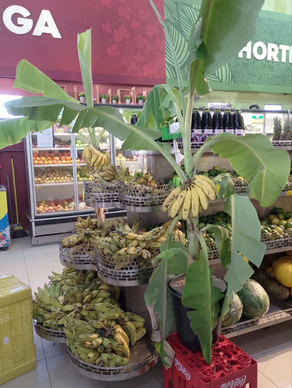 Foto de uma gôndola de supermercado cheia de bananas. Aos lados há bananeiras plantadas em vasos pretos, e há palmas de bananas penduradas nelas com braçadeiras.