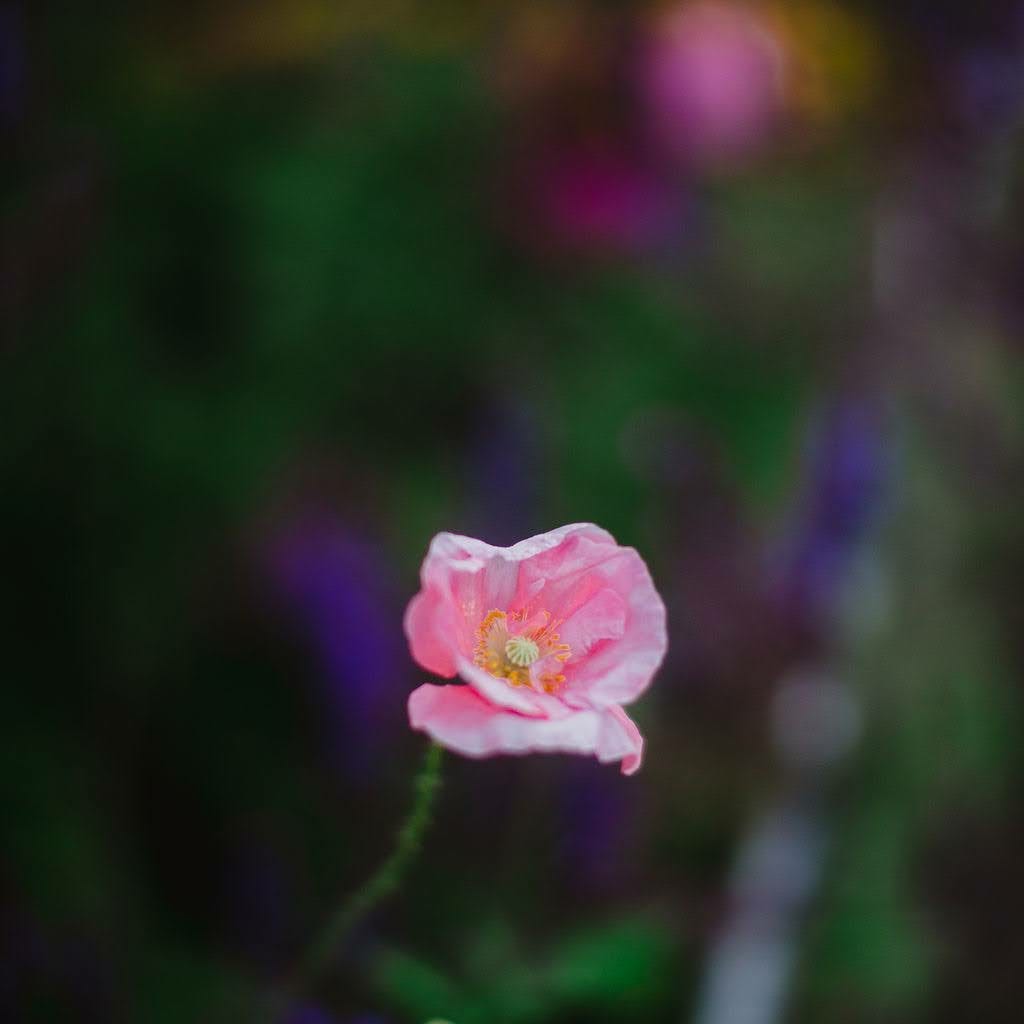 Spontaneous Yoga and Chiropractic