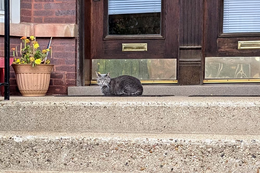 A gray cat with a clipped ear sits on a cement stoop A gray cat with a clipped ear sits on a cement stoop