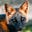 Sqn Ldr Redfox "Tally ho"'s avatar
