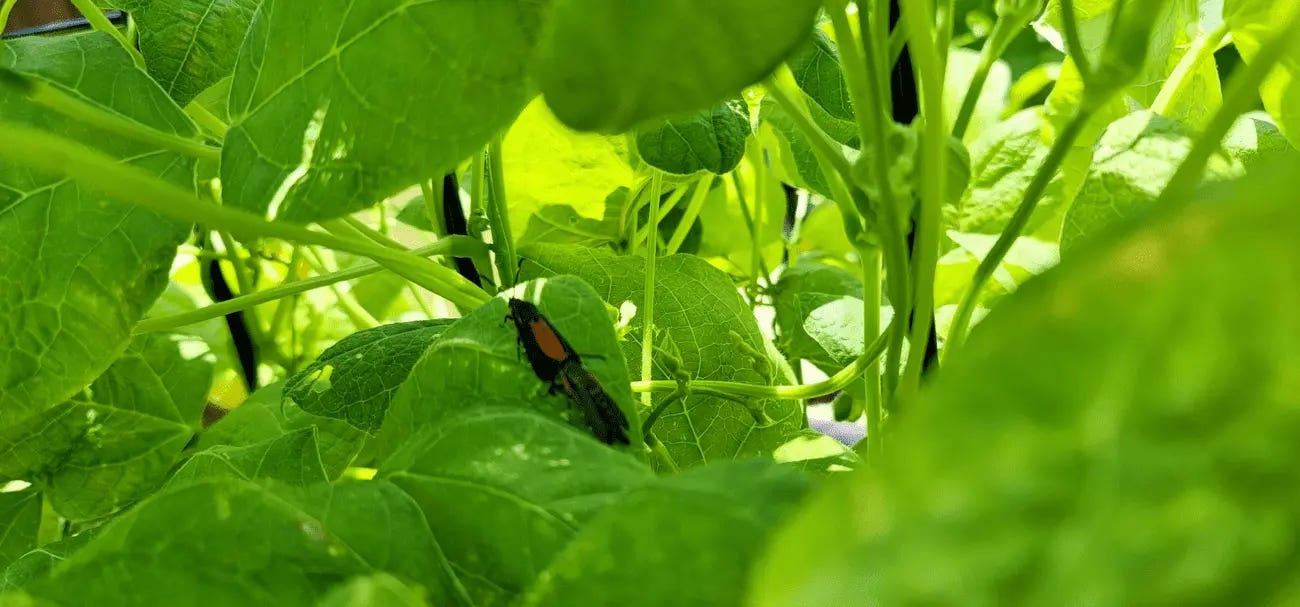 Did I just catch some Aphids before they hatch? Also what are these bugs??