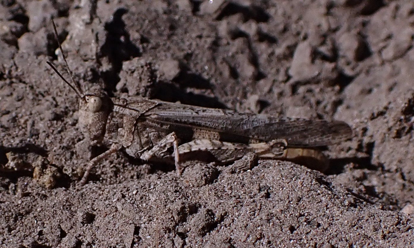 Jolaha Insect Autumn in The Gila, 3 of 3: Insects (& one fish)