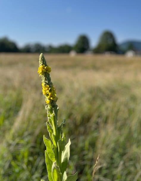 L-R: mullein, common milkweed, black-eyed susan