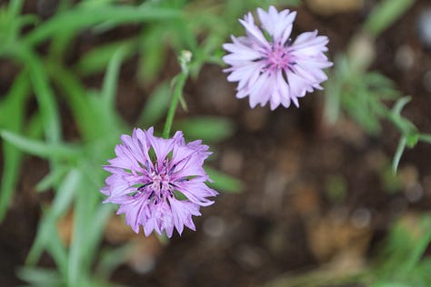 various flowering plants