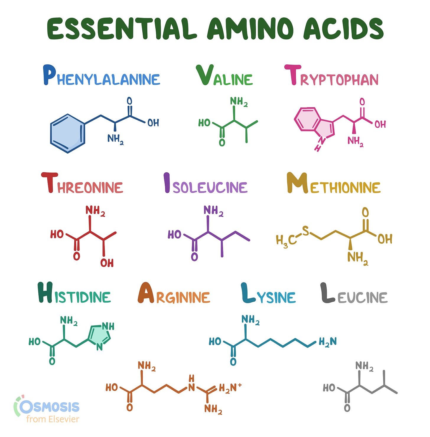 What Are Amino Acids? | The Science Blog