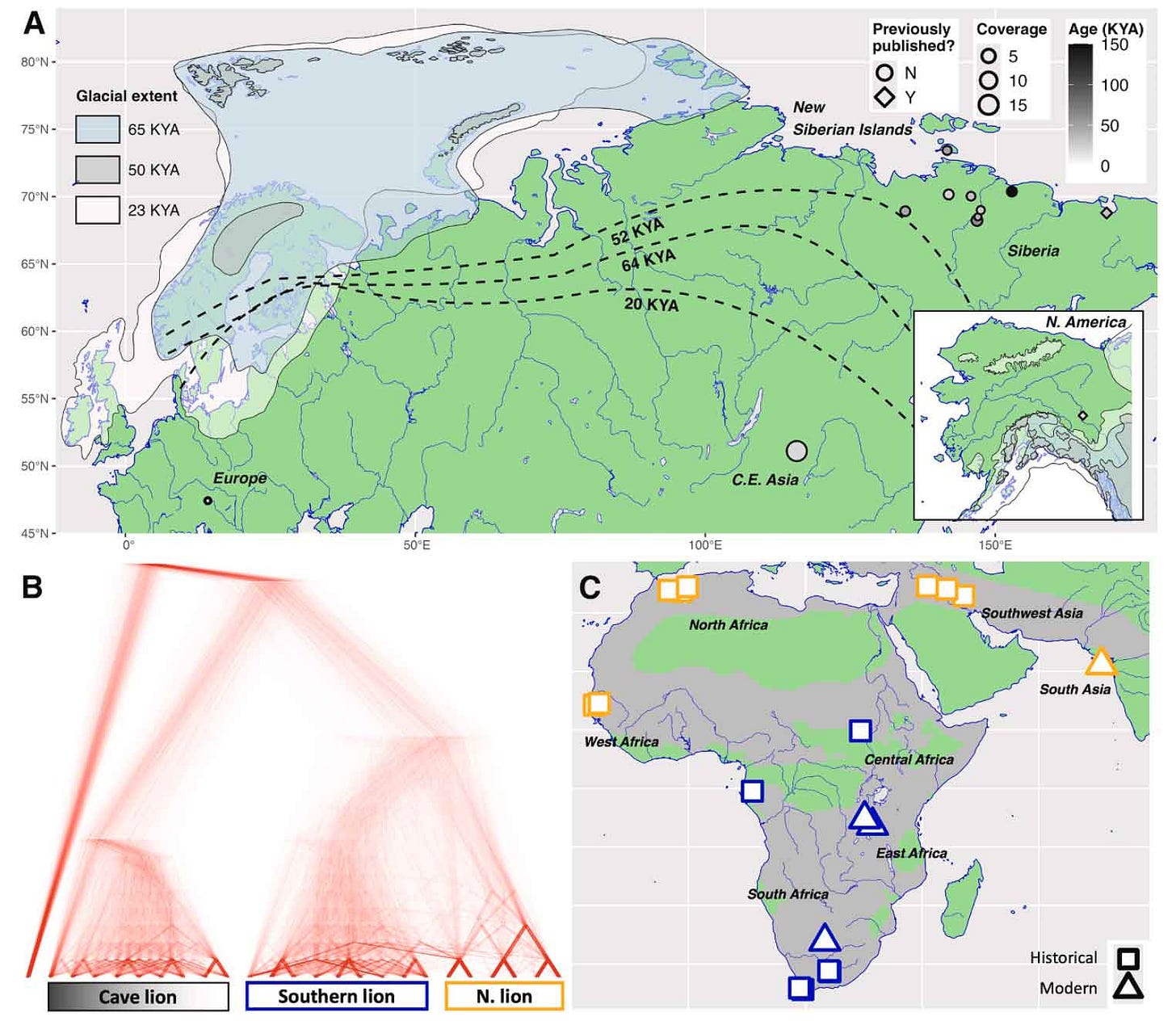 Figure showing geographic locations of cave lion samples, gene trees relating cave lions and modern lions, and locations of modern lion samples
