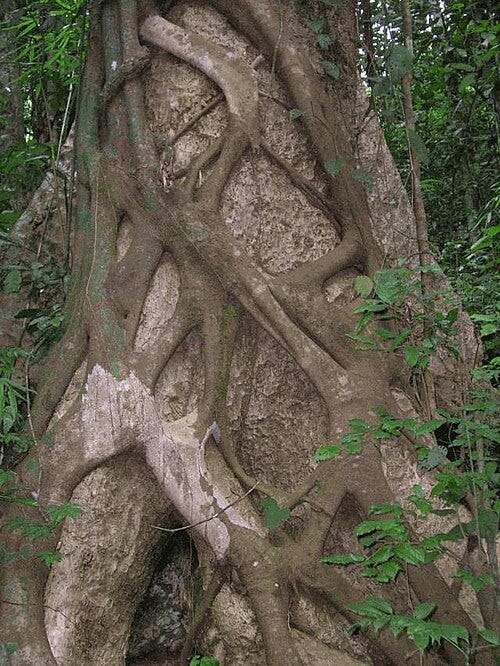 File:Strangler fig kerala.jpg