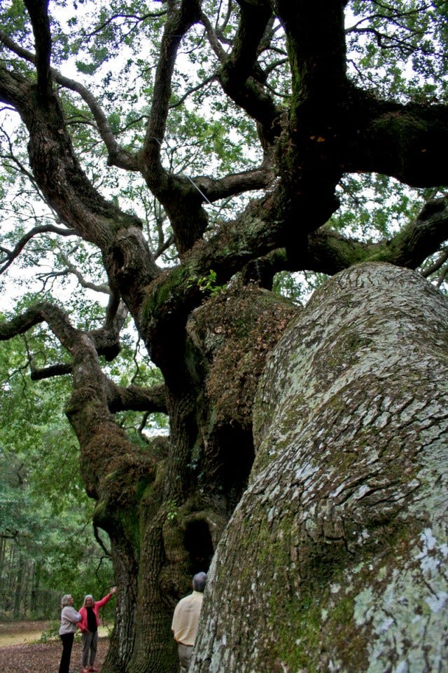 looking up the tree