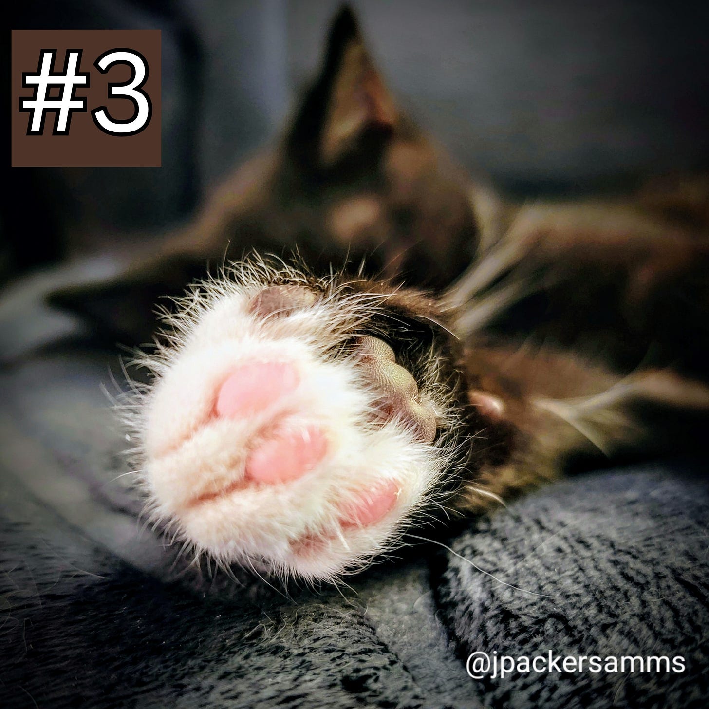 A tuxie paw with pink beans!