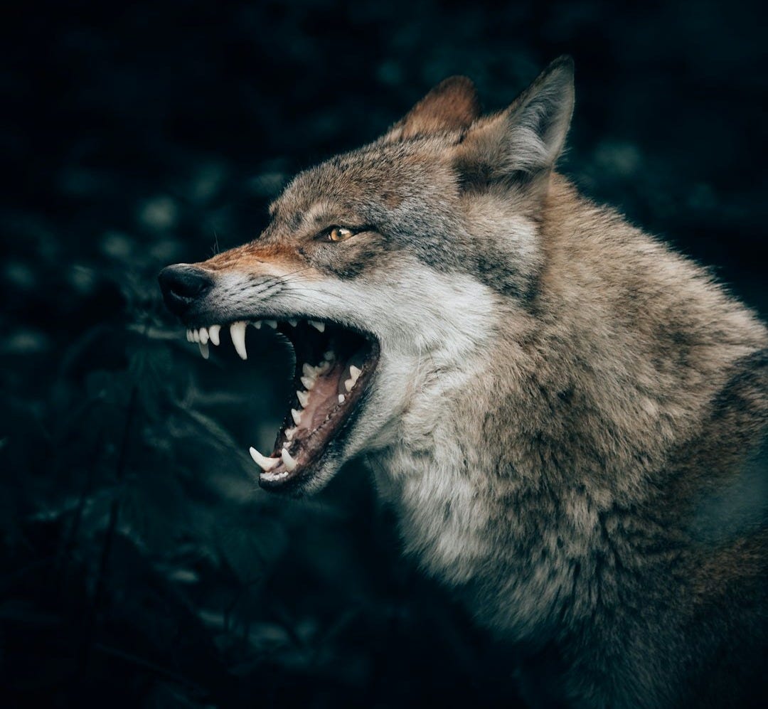 wolf with open mouth