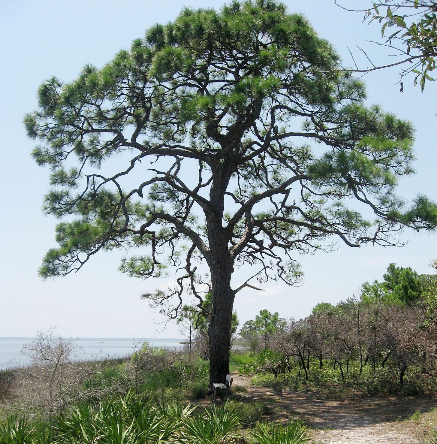 image of slash pine