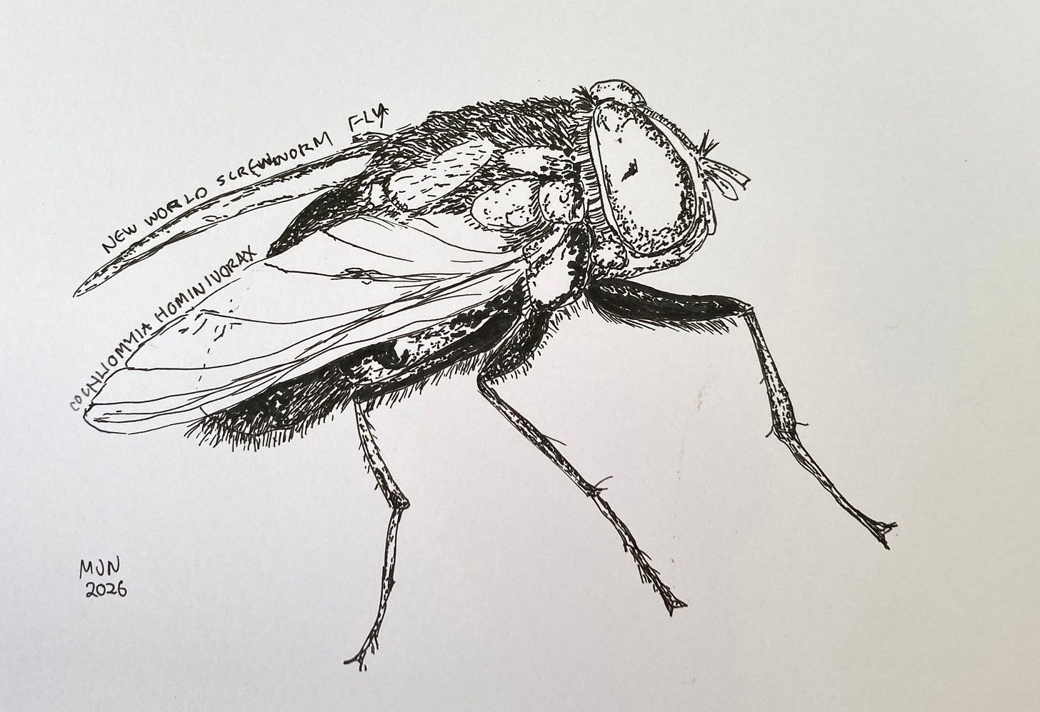 A line drawing of a New World screwworm fly