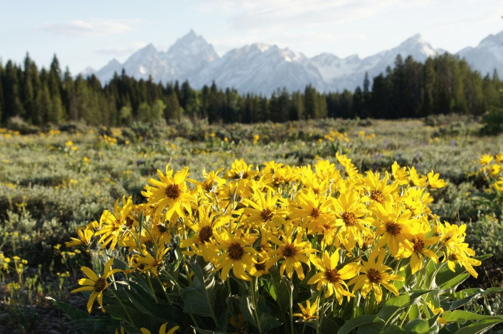 A day in Grand Teton National Park. Verizon signal throughout most of the park! A day in Grand Teton National Park. Verizon signal throughout most of the park!