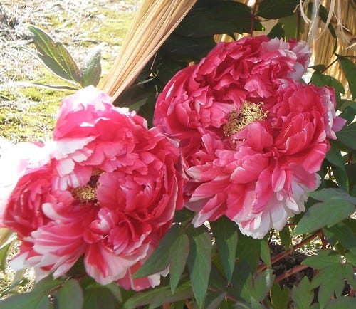 Red and White Peony Red and White Peony