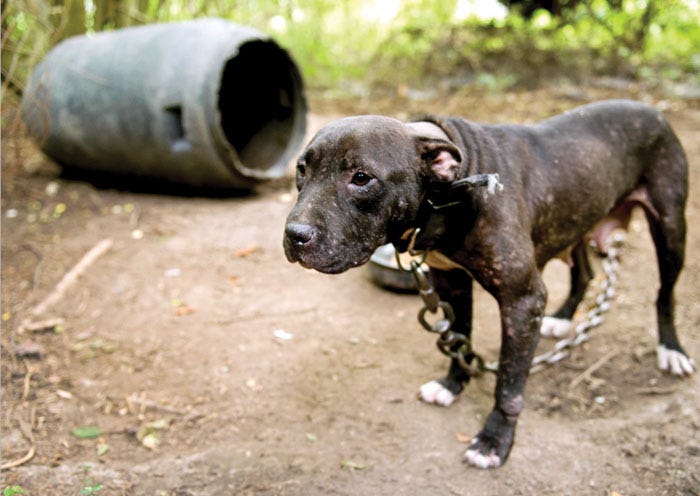 Inside the world of dog fighting: Rigorous training, vicious fights and big  payoffs | Salisbury Post