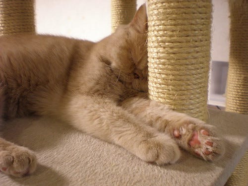 Sleepy Cat Sleepy Cat