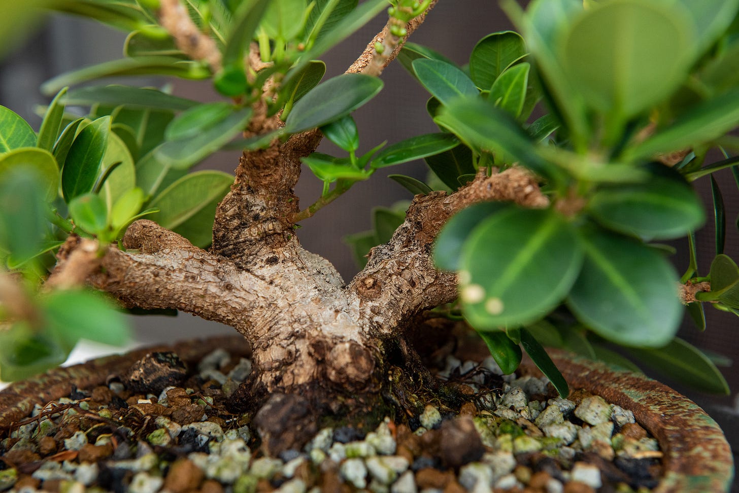 ID: View of the bushy tree up close, from the front