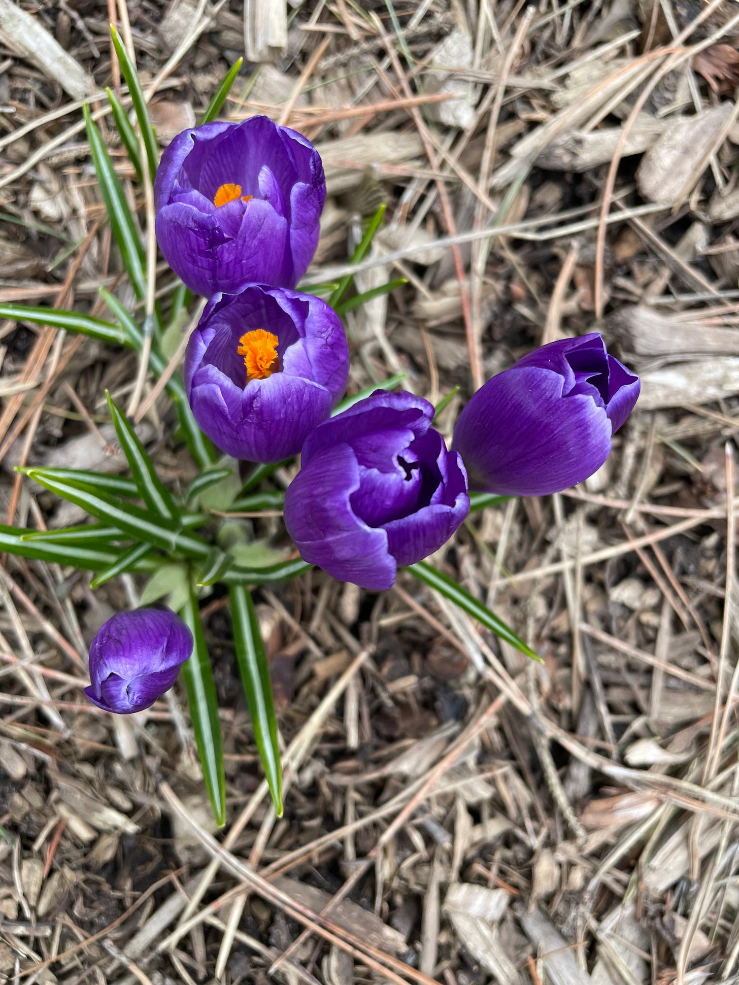 purple flowers