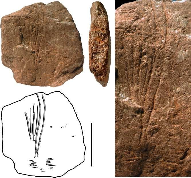 Henshilwood et al 2009 figure 20 Henshilwood et al 2009 figure 20