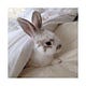 bunny's not so private diary