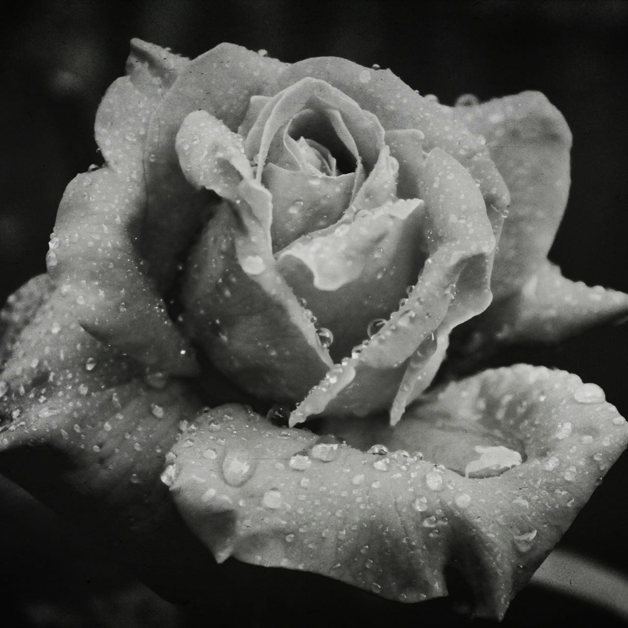 The Erotic Journals of Rosalie Fox