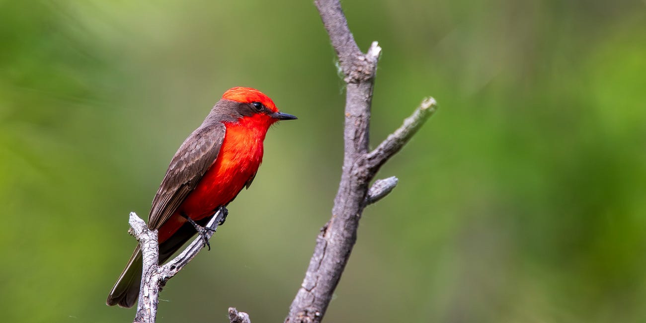 Vermilion Flycatcher