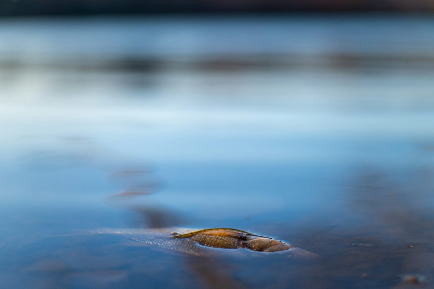 a fish floating on water