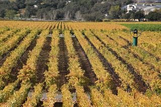 A - Napa Valley @ 700 dpi 8 A - Napa Valley @ 700 dpi 8