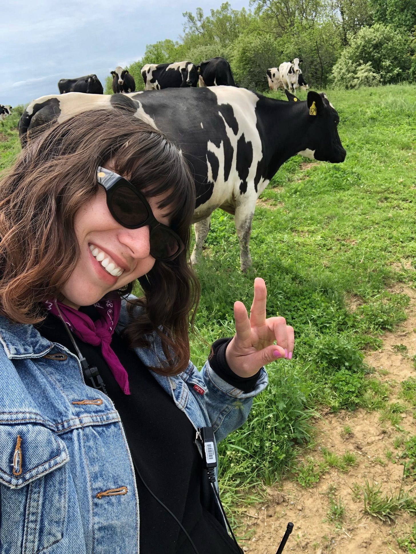 selfie of the author with cows.