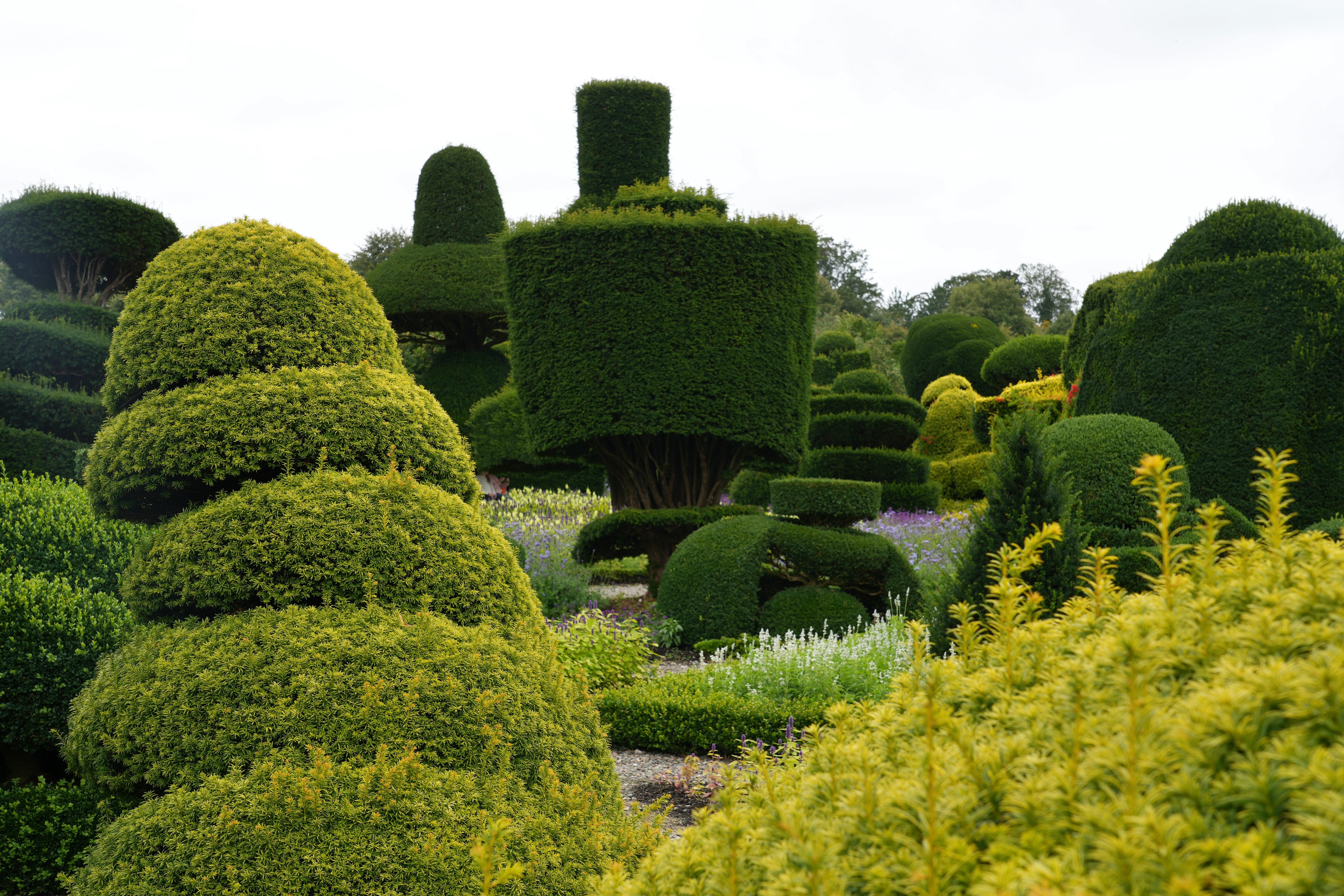 Levens Hall garden topiary