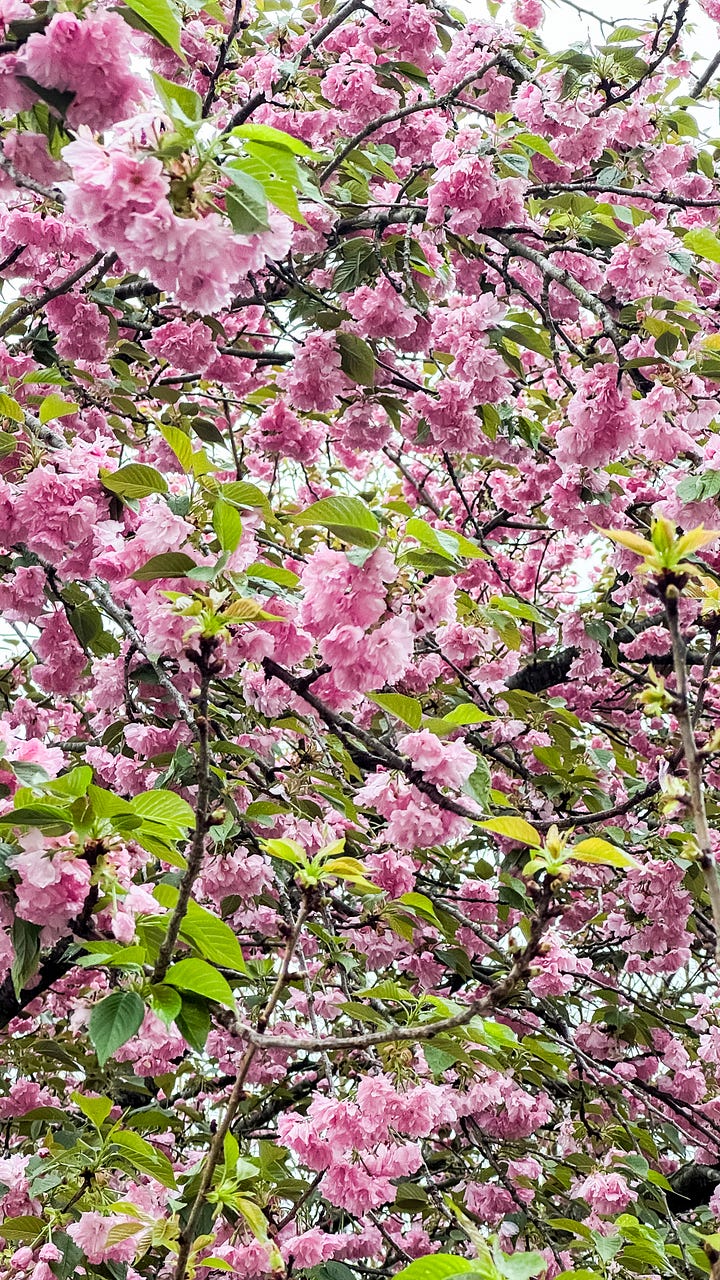 spring flowers in nashville