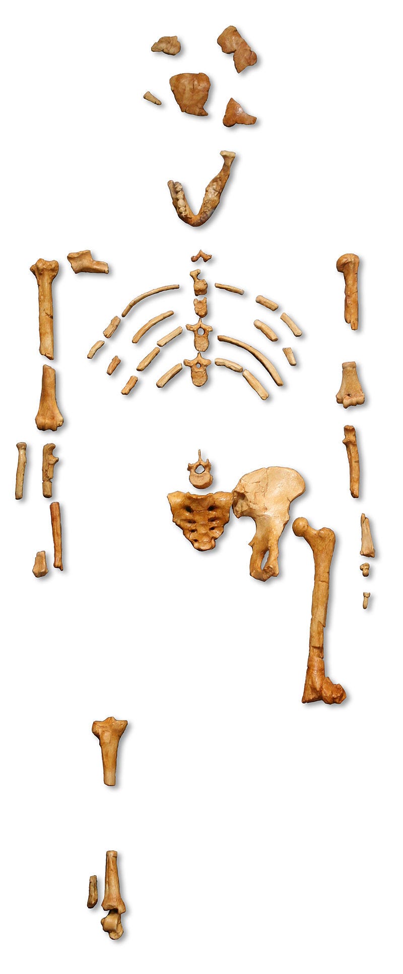 Reconstruction of the fossil skeleton of "Lucy" the Australopithecus afarensis.jpg Reconstruction of the fossil skeleton of "Lucy" the Australopithecus afarensis.jpg